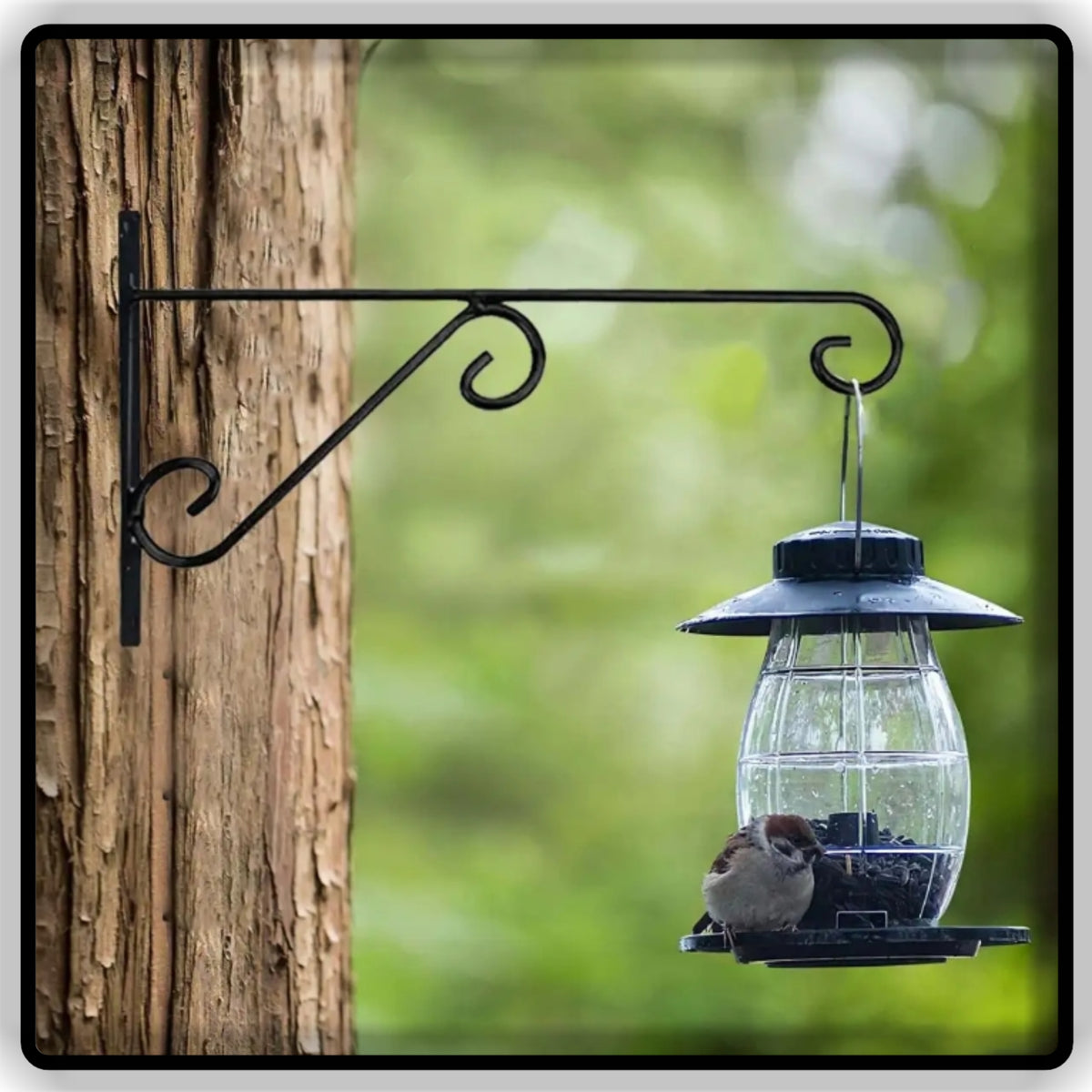 Heavy Duty Iron Wall Mounted Hanging Plant Bracket